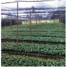  Bibit Kopi Varietas Sigararutang - Tapanuli Utara Sumatera Utara